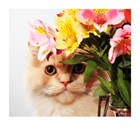 Beterschapskaart Kat met bloemen Polaroid